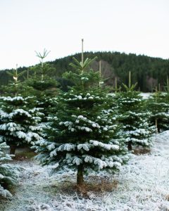 Edelgran fra Edelstjerne_NEG0143