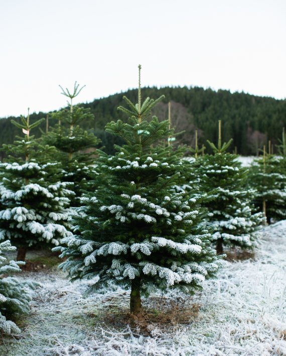 Edelgran fra Edelstjerne_NEG0143