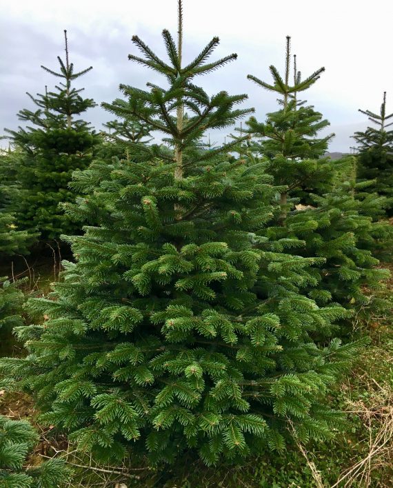 juletre Svein Alsvik IMG_5389 2