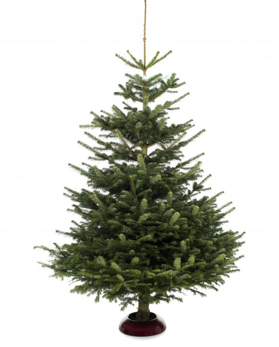 Edelgran_NEG2828-fri